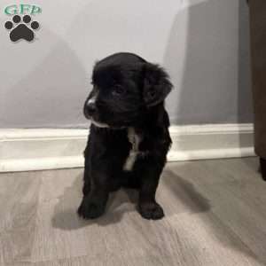 Wakanda, Border Collie Mix Puppy